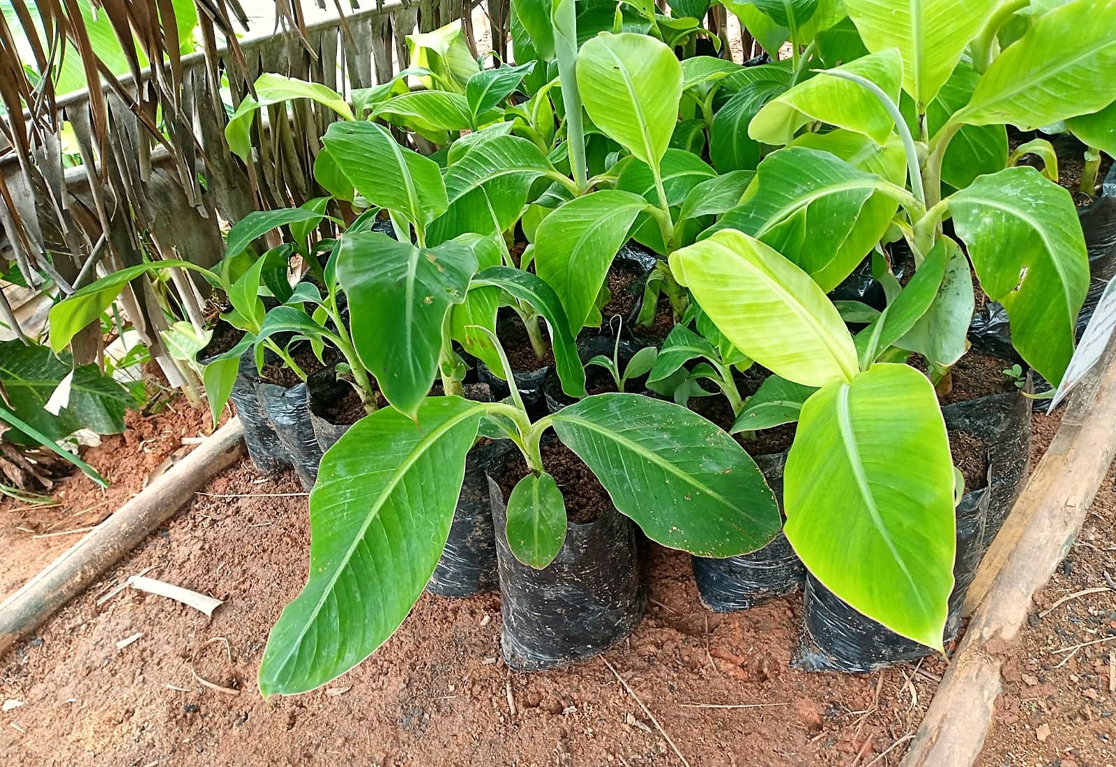 Plants de bananier en pépinière